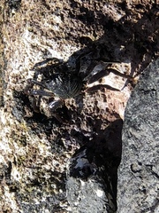 Grapsus tenuicrustatus image