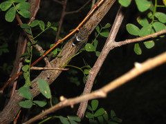 Diceroprocta cinctifera