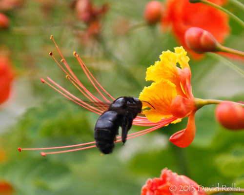 Valley Carpenter Bee
