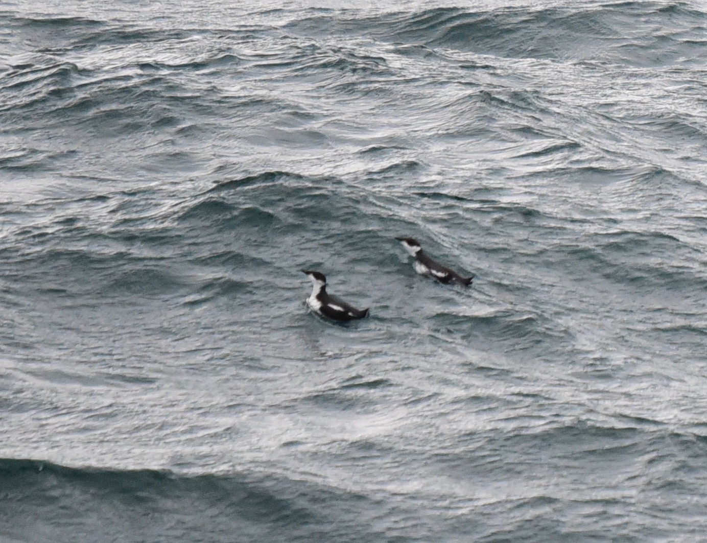 Marbled Murrelet