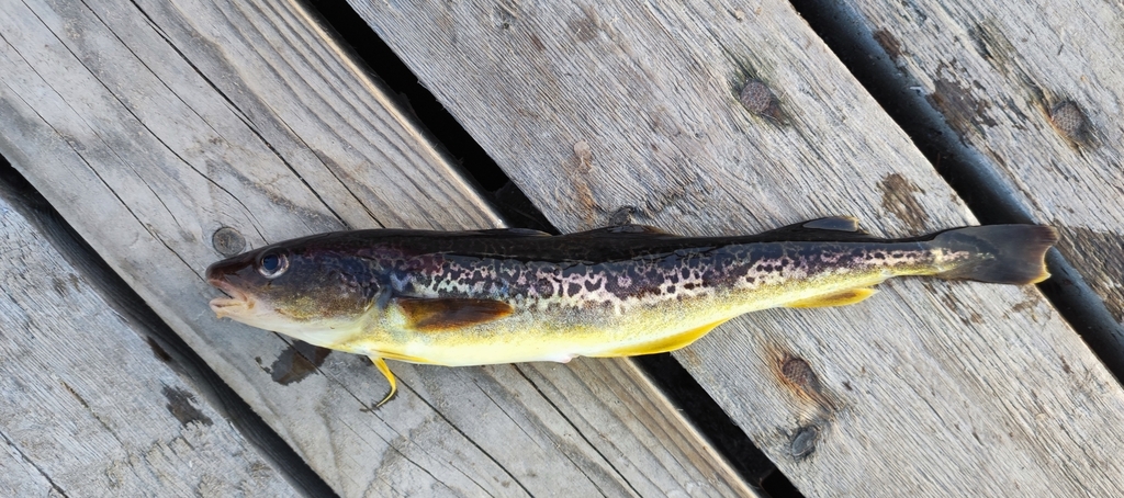 Navaga Fish Navaga from Россия on June 14, 2023 at 11:10 PM by Daniil Polyakov ...
