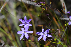 Agrostocrinum hirsutum