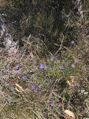 Agrostocrinum hirsutum