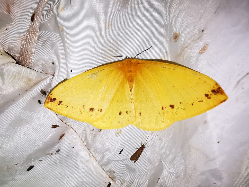 Eupterote sapivora
