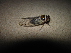 Diceroprocta marevagans