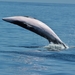 לווייתן - Photo (c) Tom Benson,  זכויות יוצרים חלקיות (CC BY-NC-ND)