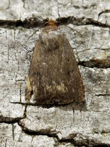 Mouse Moth, 4292 Dobri Dol, Bulgaria, photo 10 of 10