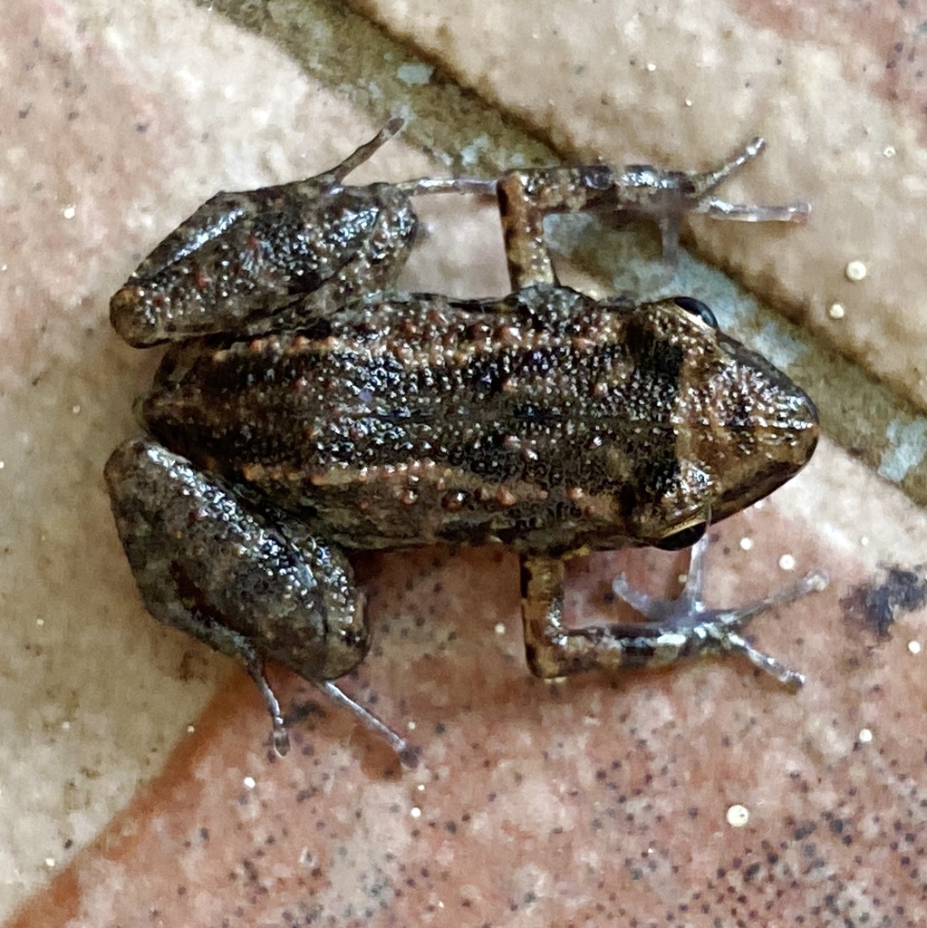 Greenhouse Frog
