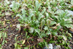 Eryngium vesiculosum