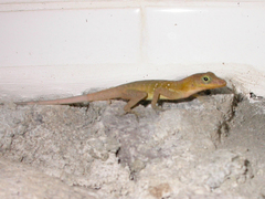 Anolis oculatus