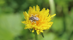 Diadasia chilensis