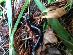 Plethodon elongatus