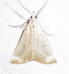 Macrochilo louisiana