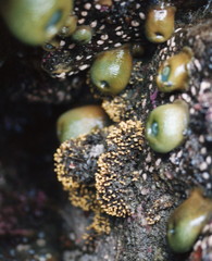 Heteropora pacifica