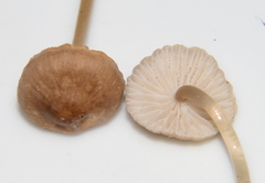Mycena clavicularis