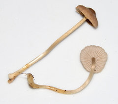 Mycena clavicularis