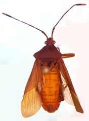 Anasa bellator