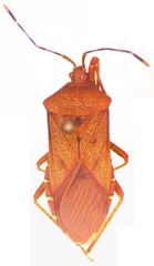 Anasa bellator