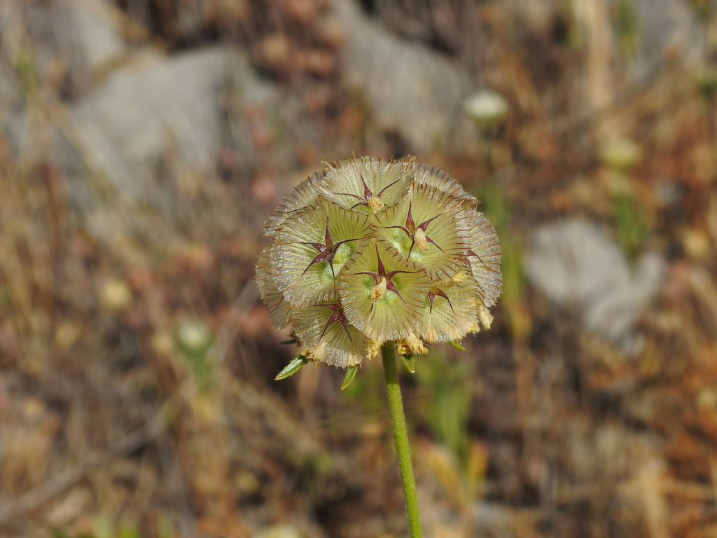 Lomelosia simplex; photograph Duarte Frade, CC BY, iNaturalist via GBIF