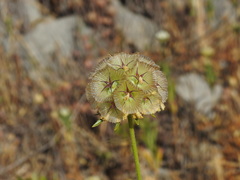 Lomelosia simplex