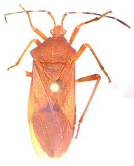 Anasa bellator