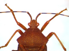 Anasa bellator
