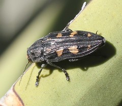 Buprestis laeviventris