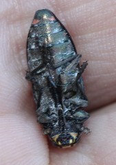 Buprestis laeviventris