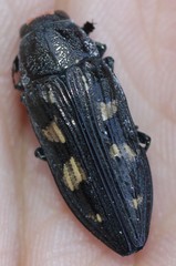 Buprestis laeviventris
