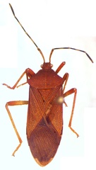 Anasa bellator