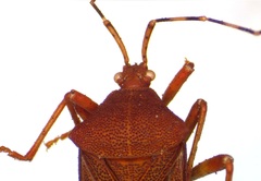 Anasa bellator