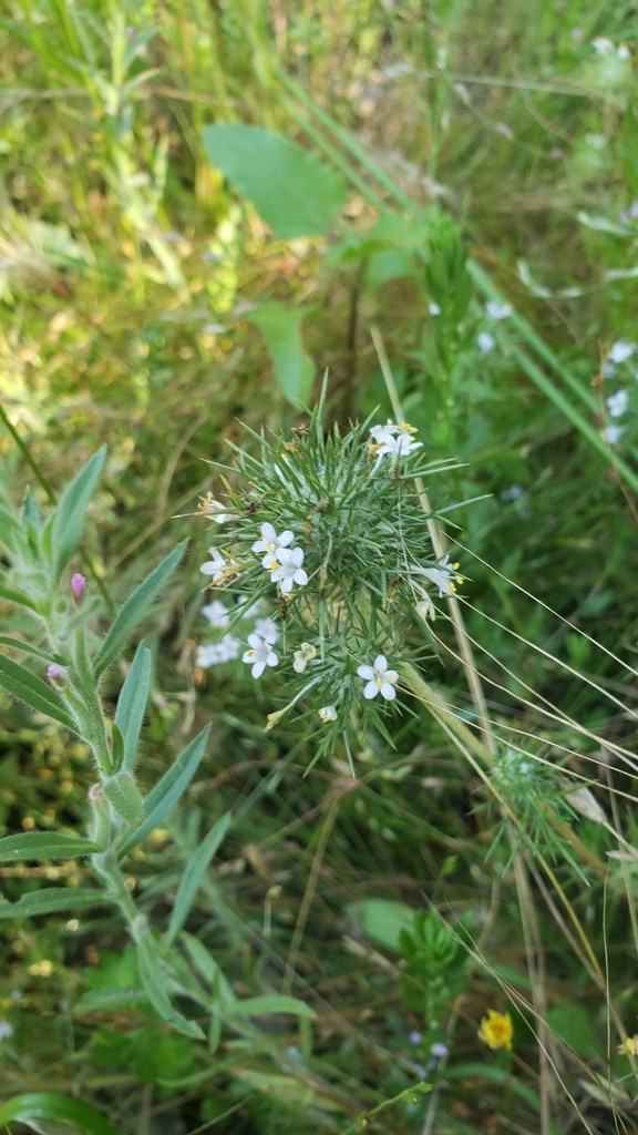Needleleaf needleleaf navarretia from Big Oak Valley, CA 95977, USA on June 14 ...