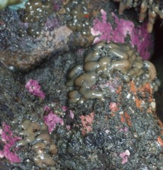 Stylantheca papillosa