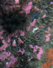 Stylantheca papillosa