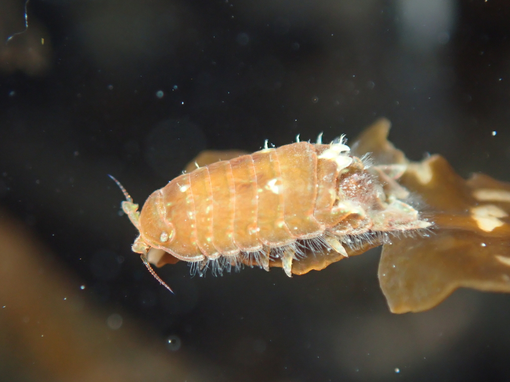Dynamenoides