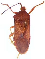 Anasa bellator