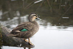 Pacific Black Duck - Photo Maxim75, no known copyright restrictions (public domain)