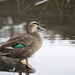 Pacific Black Duck - Photo Maxim75, no known copyright restrictions (public domain)