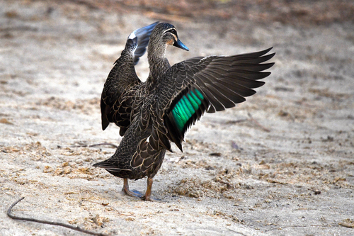Pacific Black Duck, photo 8 of 10