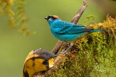 Chalcothraupis ruficervix