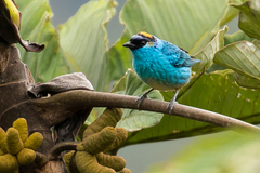 Chalcothraupis ruficervix