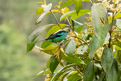 Tangara labradorides