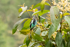 Tangara labradorides