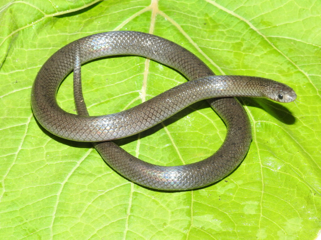 Mexican Hook-Nosed Snake