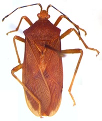 Anasa bellator