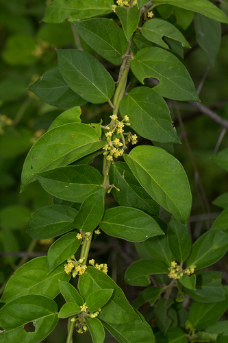 Gymnema sylvestre image