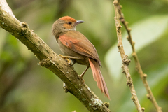 Cranioleuca erythrops