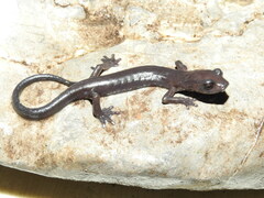 Jaguar Salamander photo 3