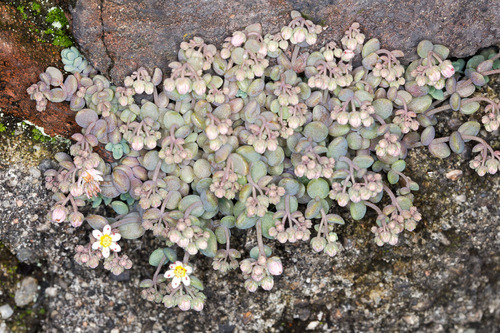 thick-leaved stonecrop
