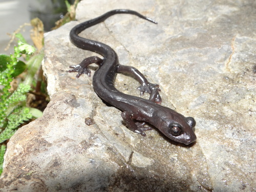 Jaguar Salamander